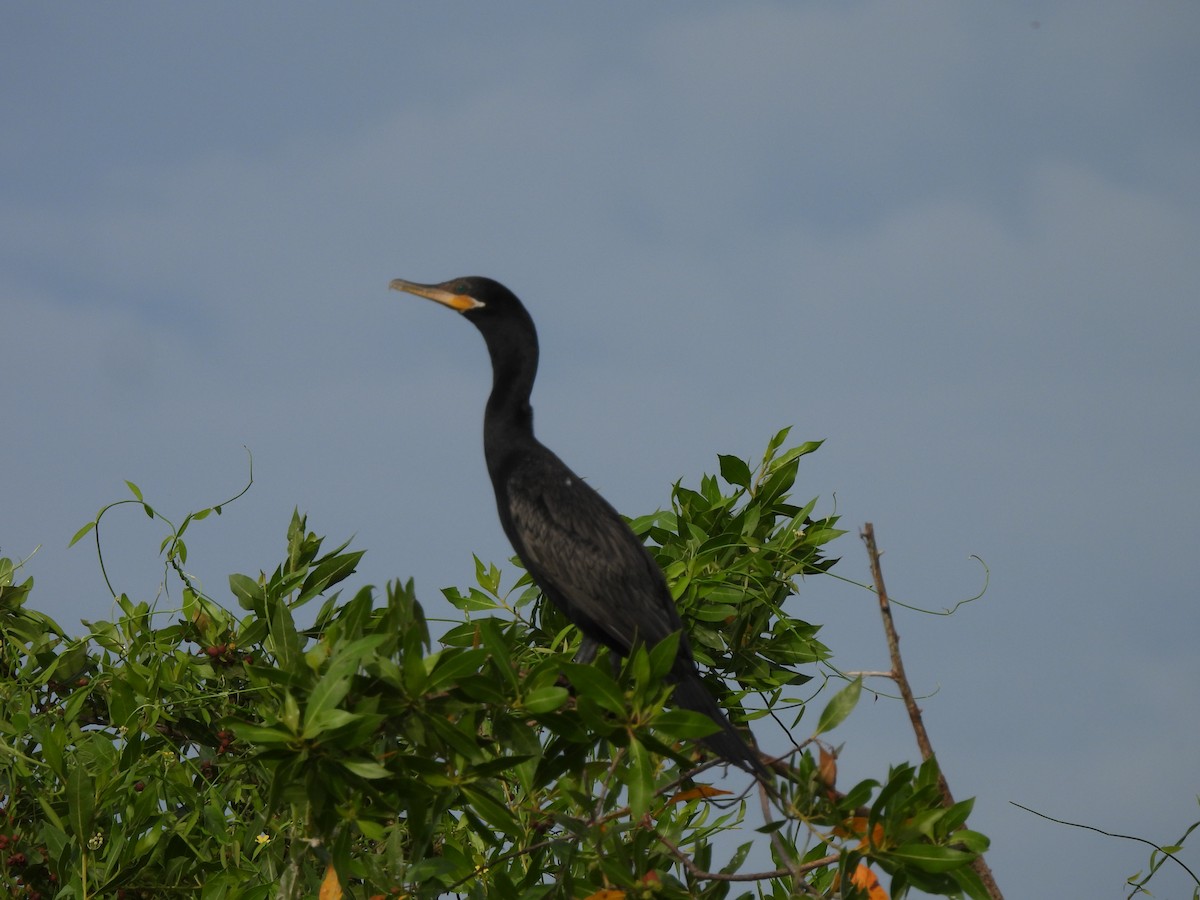 Neotropic Cormorant - Leandro Niebles Puello