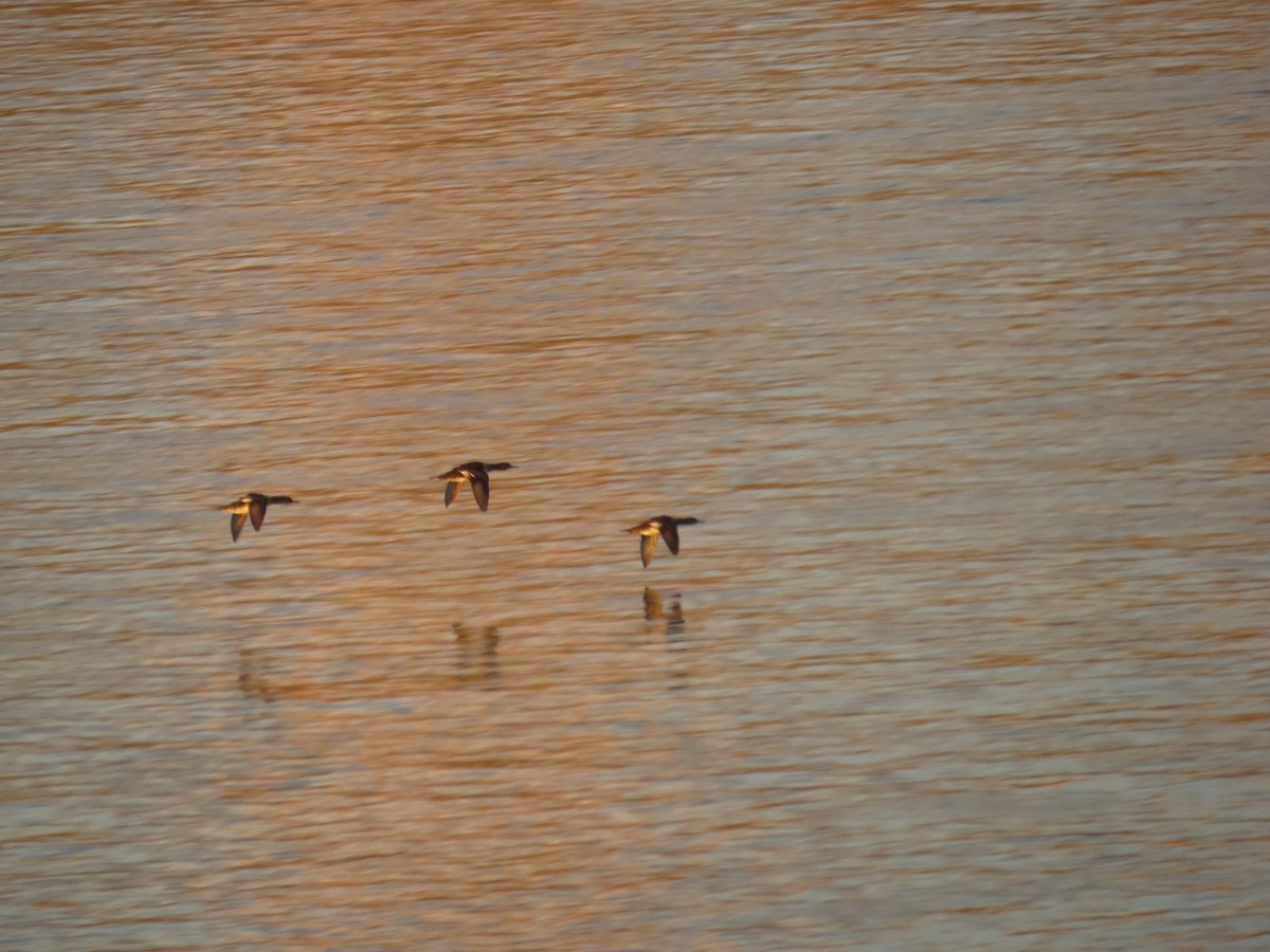 Red-breasted Merganser - Eric Pratt