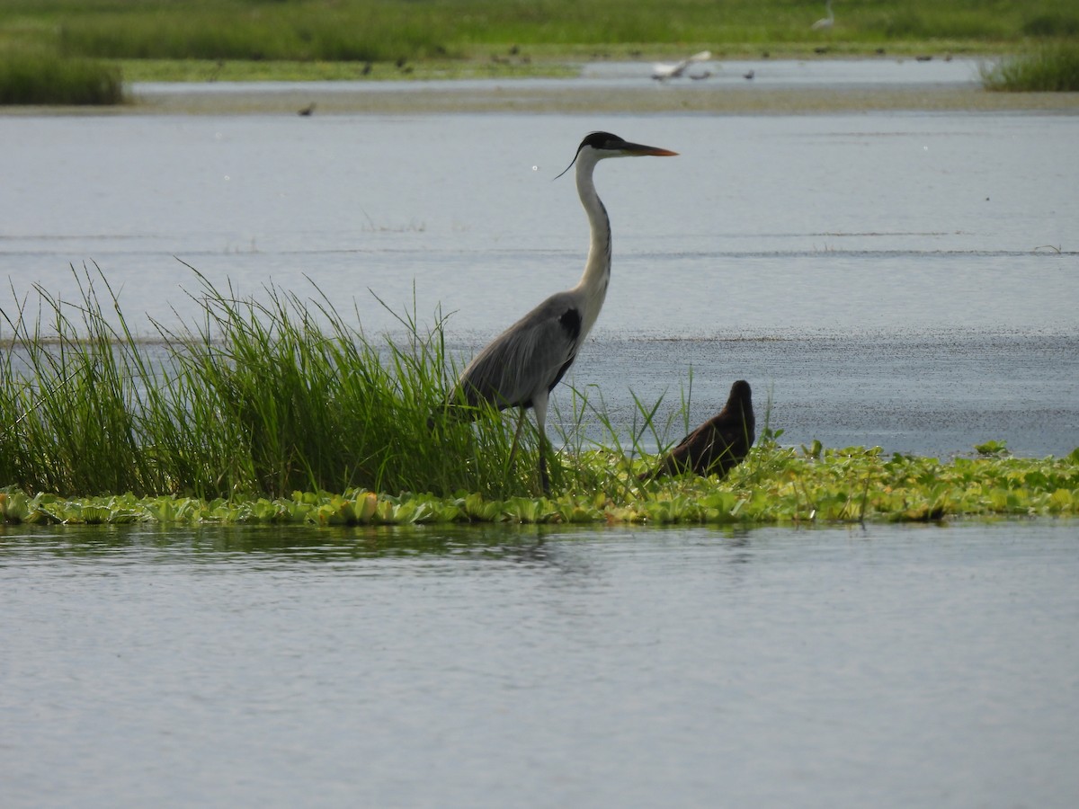 Cocoi Heron - Leandro Niebles Puello