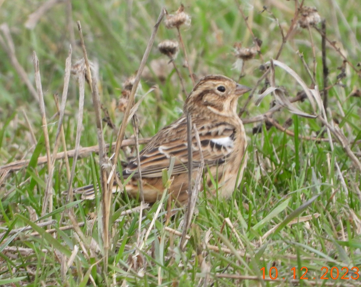 Smith's Longspur - ML610310574