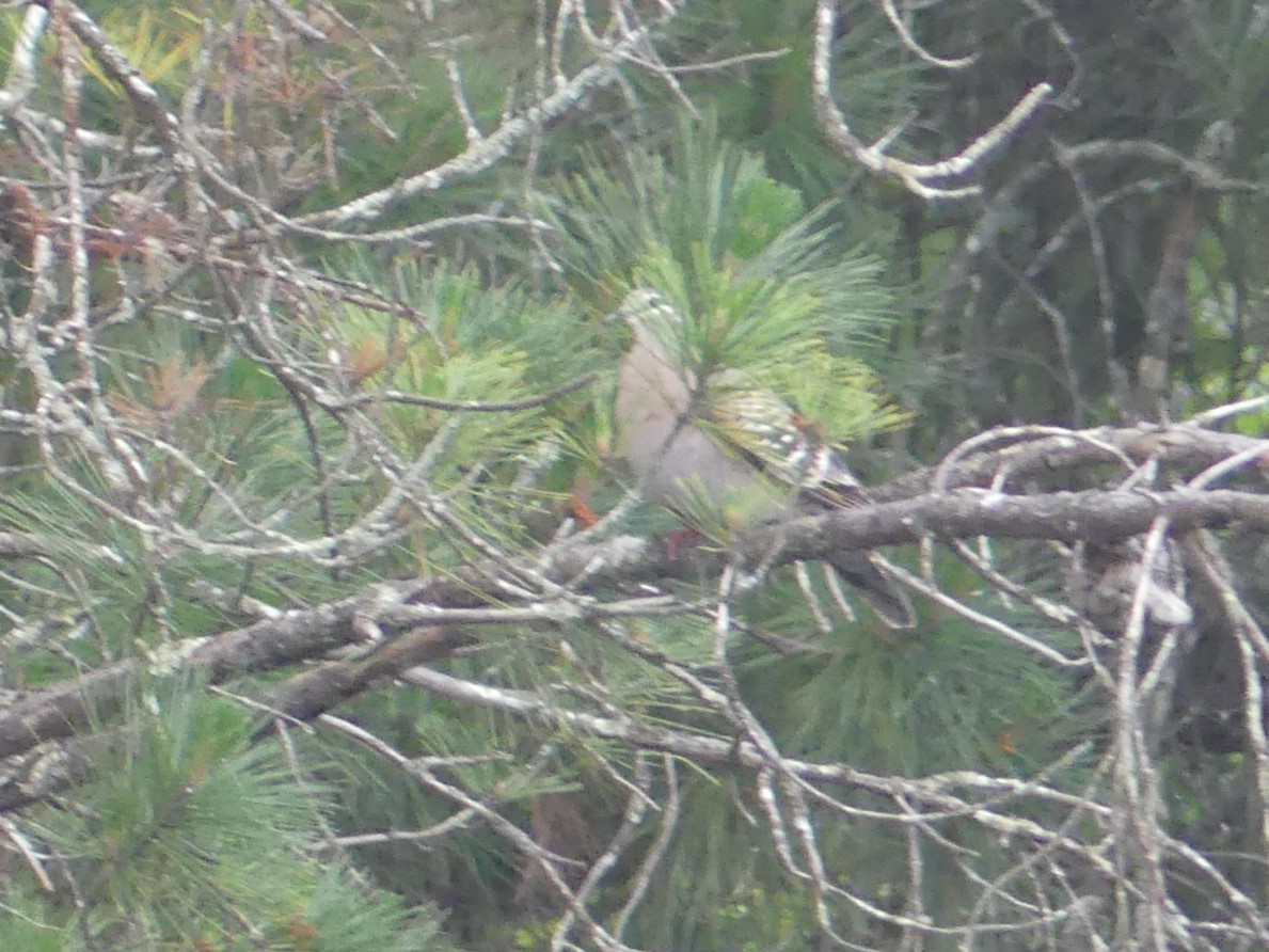 Common Bronzewing - ML610310577