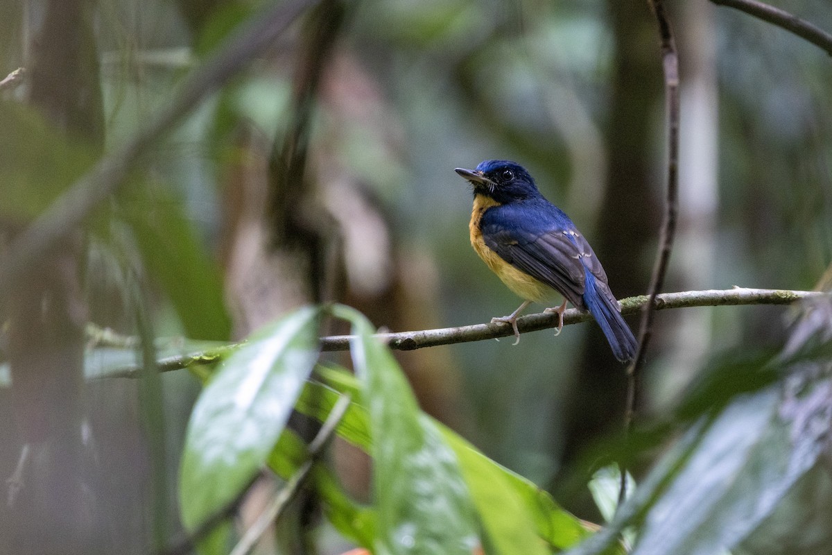 Mangrove Blue Flycatcher - Muangpai Suetrong