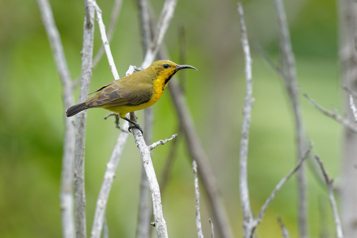 Ornate Sunbird (Cream-bellied) - ML610310644