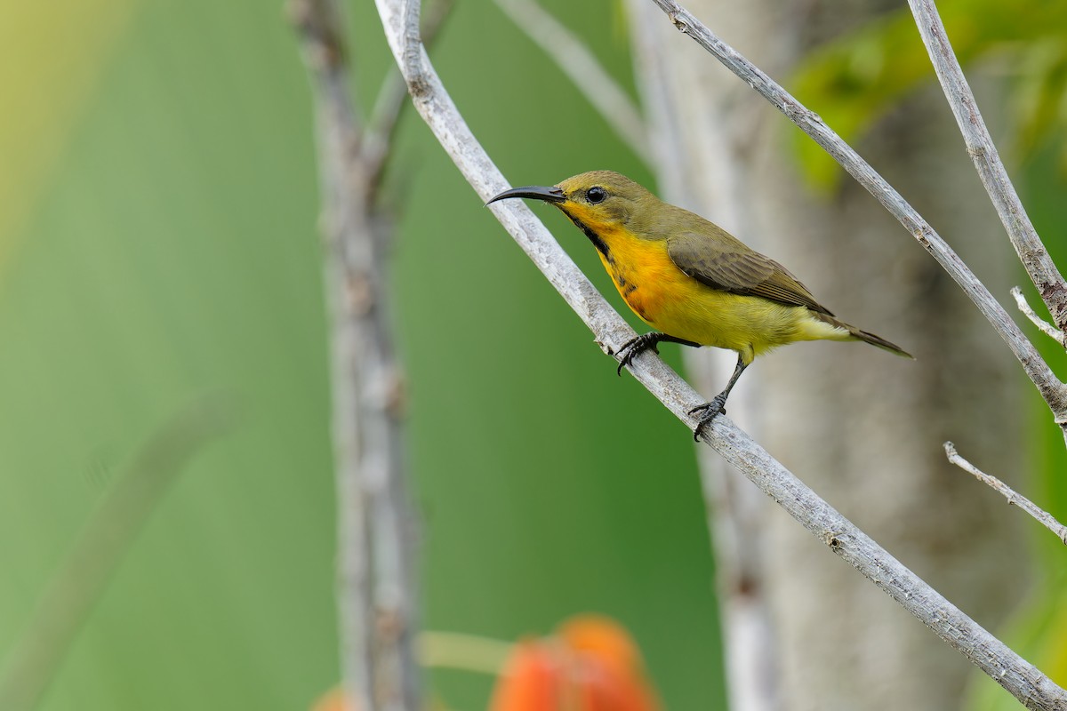 Ornate Sunbird (Cream-bellied) - ML610310645