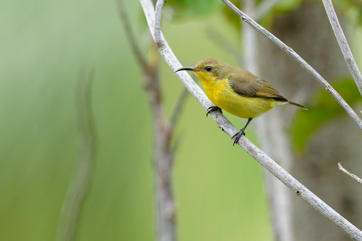 Ornate Sunbird (Cream-bellied) - ML610310646