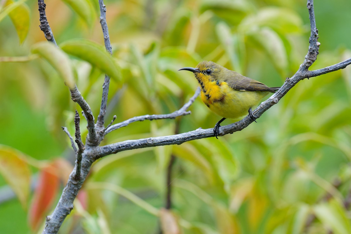 Ornate Sunbird (Cream-bellied) - ML610310647