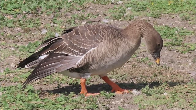 Tundra Bean-Goose - ML610310688