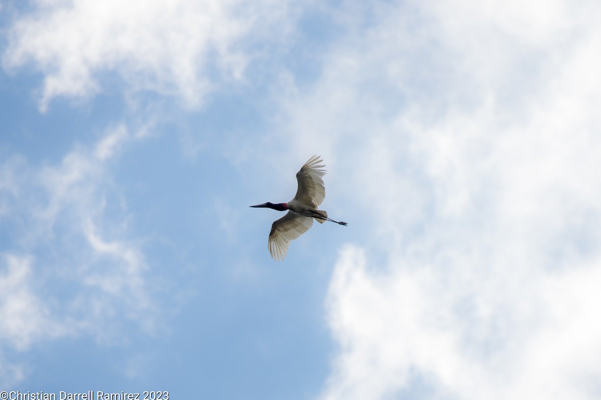 Jabiru - ML610310706