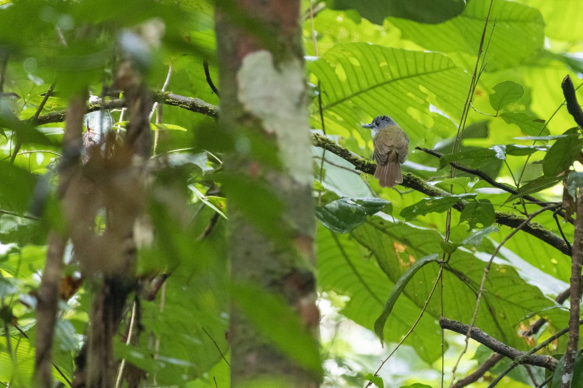 Yellow-bellied Bulbul - ML610310732