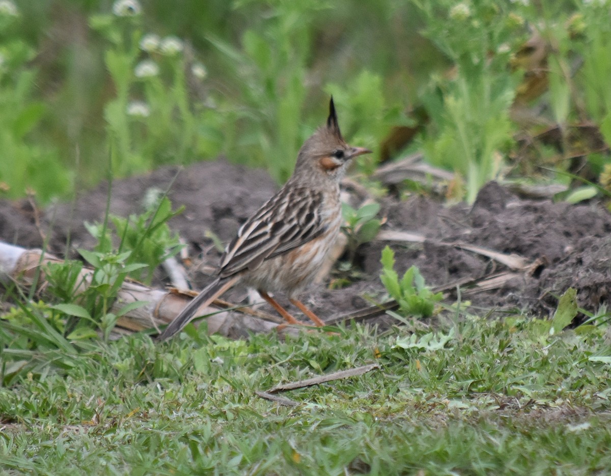 Chacobuschläufer - ML610310798