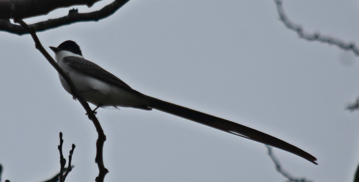 Fork-tailed Flycatcher - ML610310819