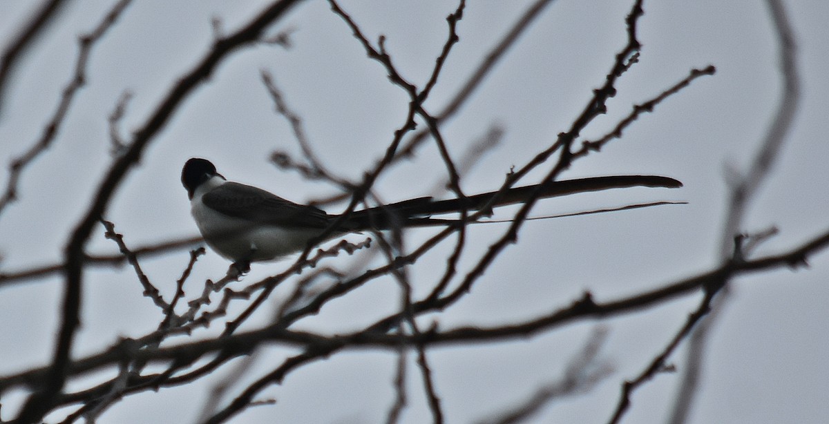 Fork-tailed Flycatcher - ML610310820