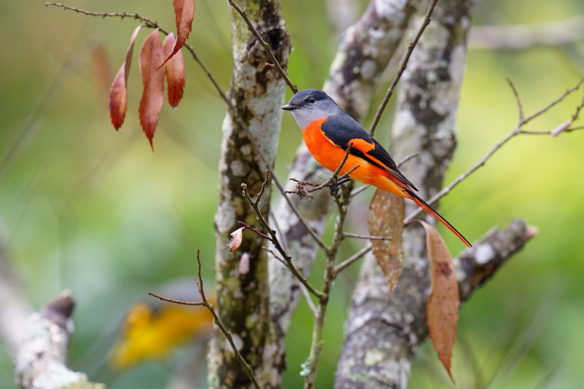 Gray-chinned Minivet - ML610310846