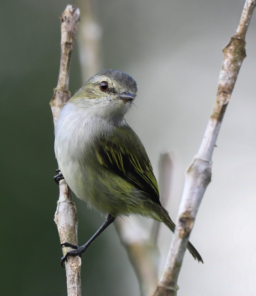 Mistletoe Tyrannulet - Isaias Morataya