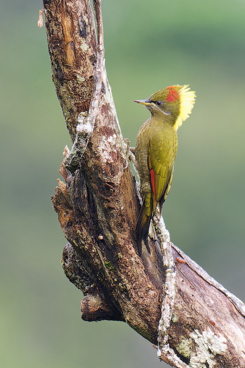 Lesser Yellownape - Vincent Wang