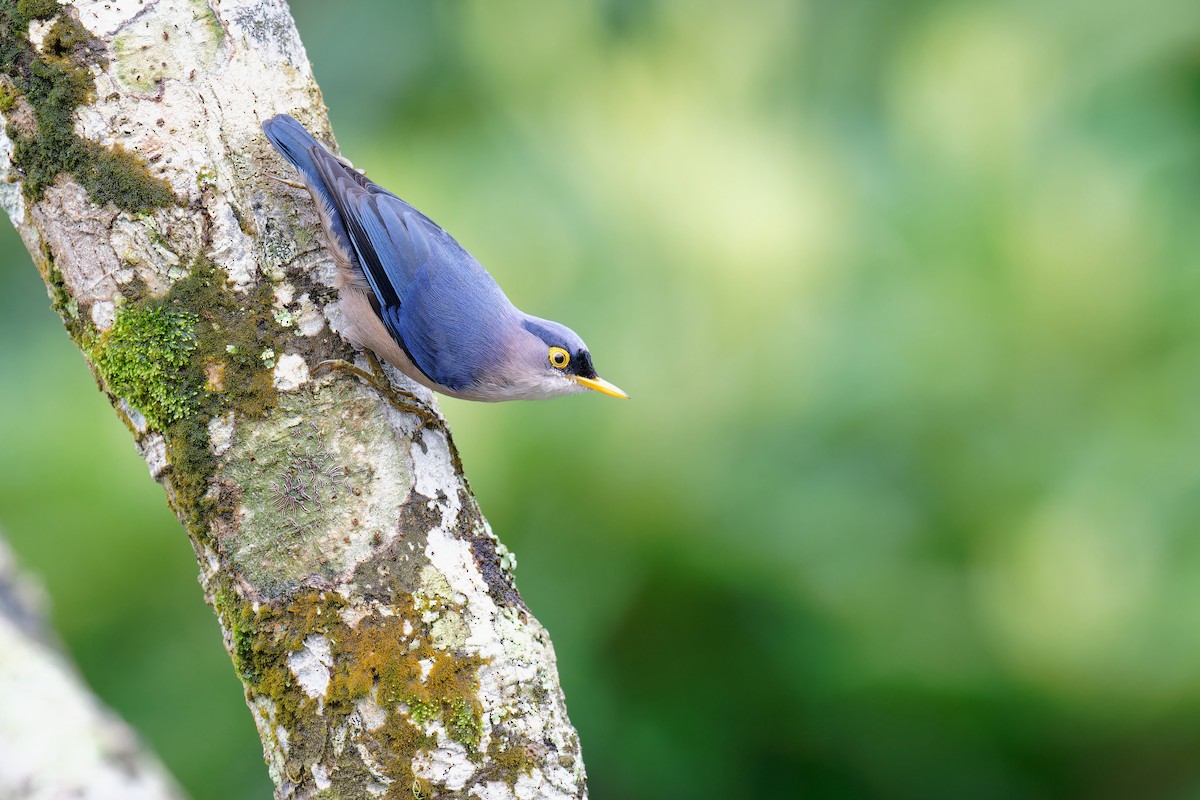 Yellow-billed Nuthatch - Vincent Wang