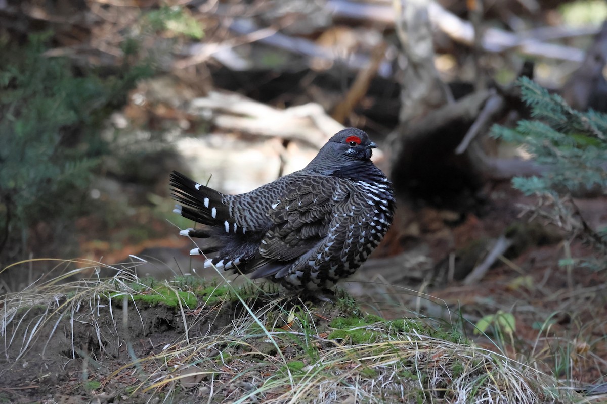 Spruce Grouse - ML610310881