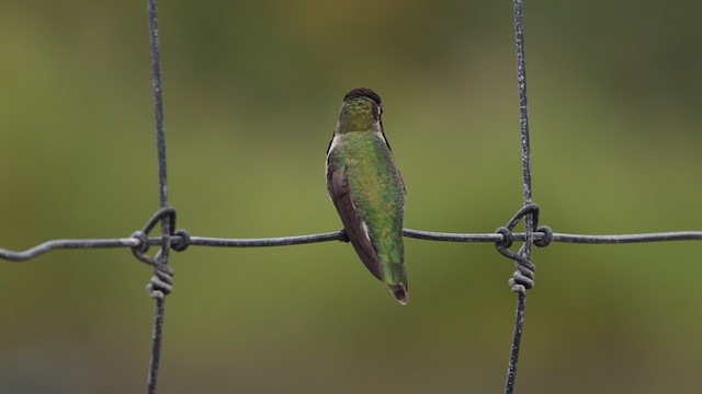 Anna's Hummingbird - ML610310938