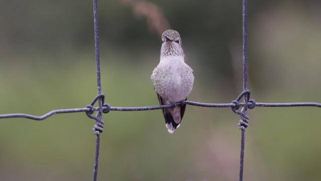 Anna's Hummingbird - ML610310959