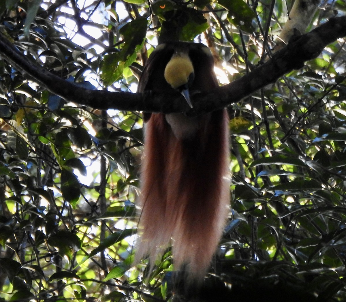 Raggiana Bird-of-Paradise - ML610311028