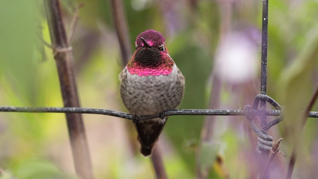 Anna's Hummingbird - ML610311091