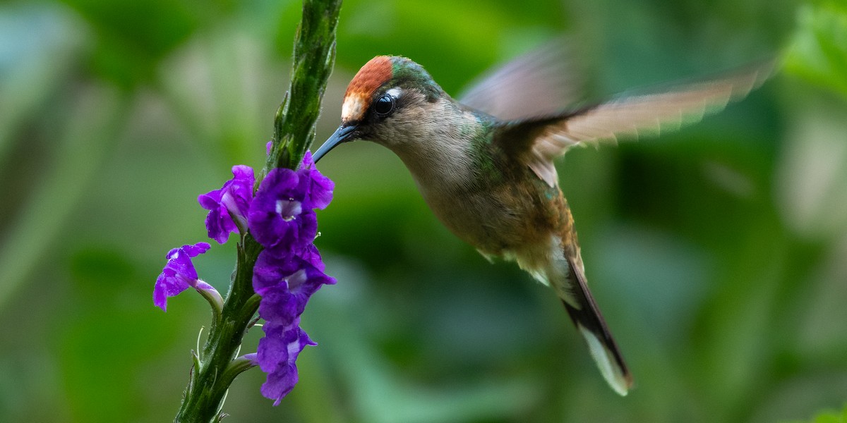 Colibri du Tolima - ML610311106