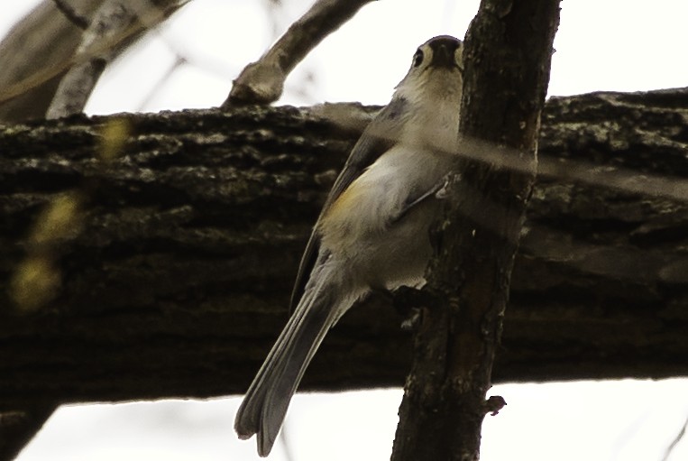 Tufted Titmouse - ML610311134