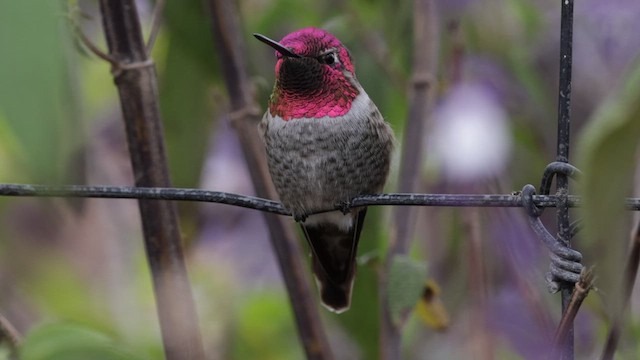 Anna's Hummingbird - ML610311137