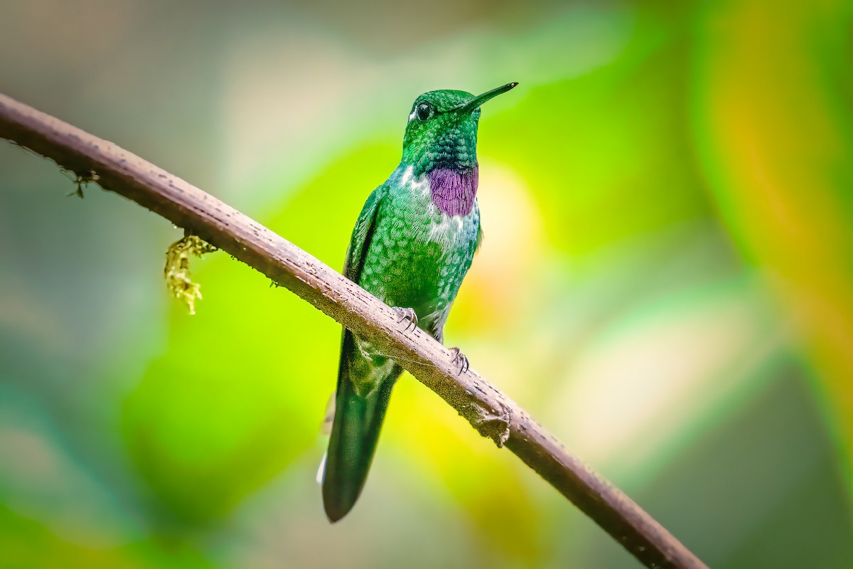 Colibrí Puntiblanco Occidental - ML610311159