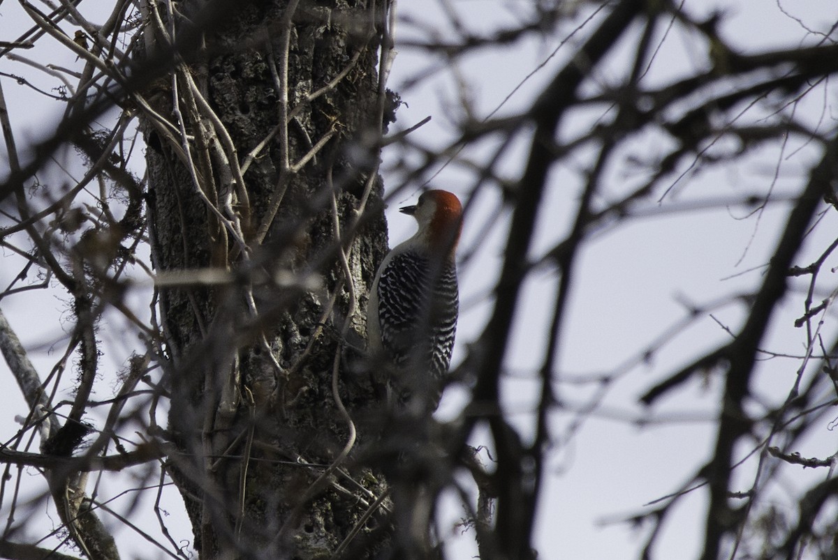 Red-bellied Woodpecker - Michael Guthrie