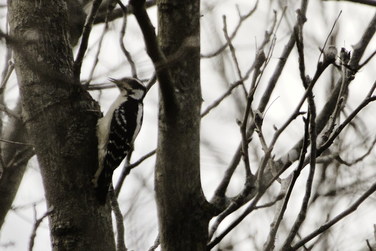 Downy Woodpecker - Michael Guthrie