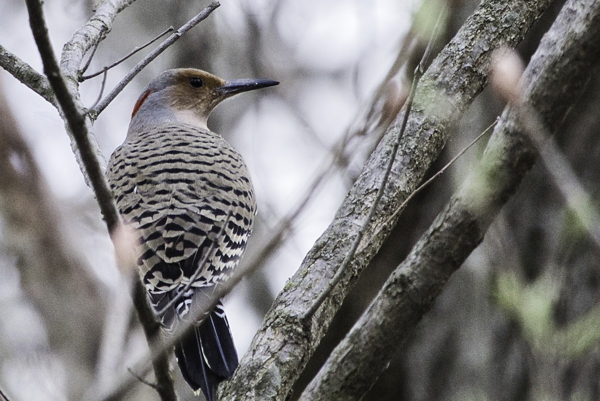 Northern Flicker - ML610311188