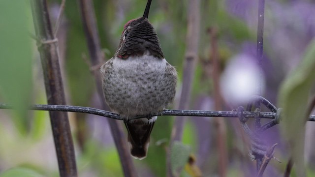 Anna's Hummingbird - ML610311189