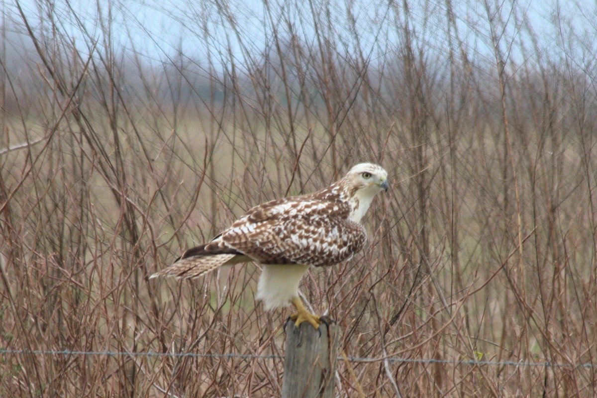 Red-tailed Hawk - ML610311226