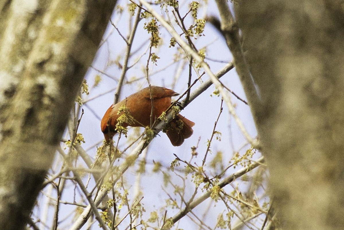 Cardinal rouge - ML610311242