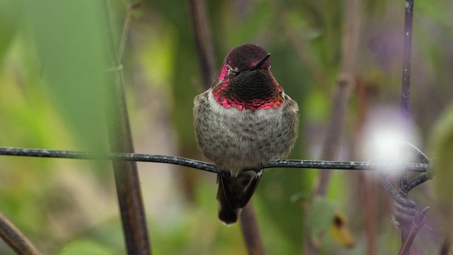 Anna's Hummingbird - ML610311248