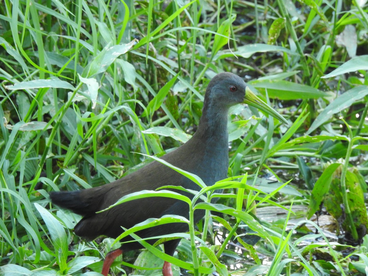 Blackish Rail - ML610311257