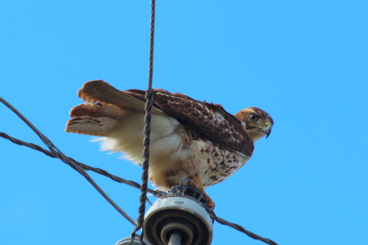 Red-tailed Hawk - Angel Zakharia