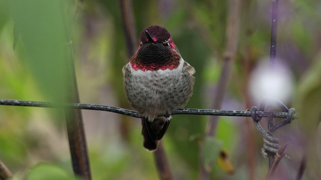 Anna's Hummingbird - ML610311321