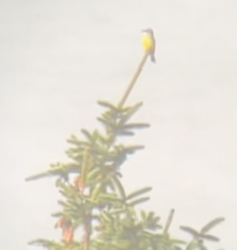 Tropical Kingbird - ML610311322