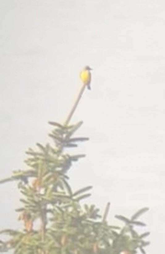 Tropical Kingbird - ML610311323