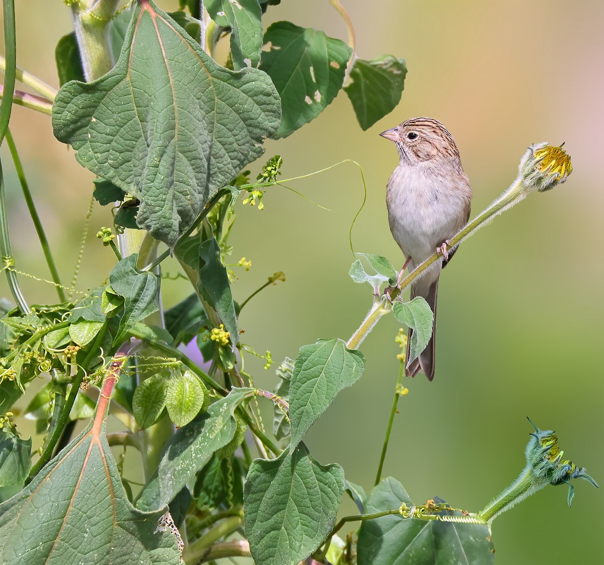 Brewer's Sparrow - Greg Homel