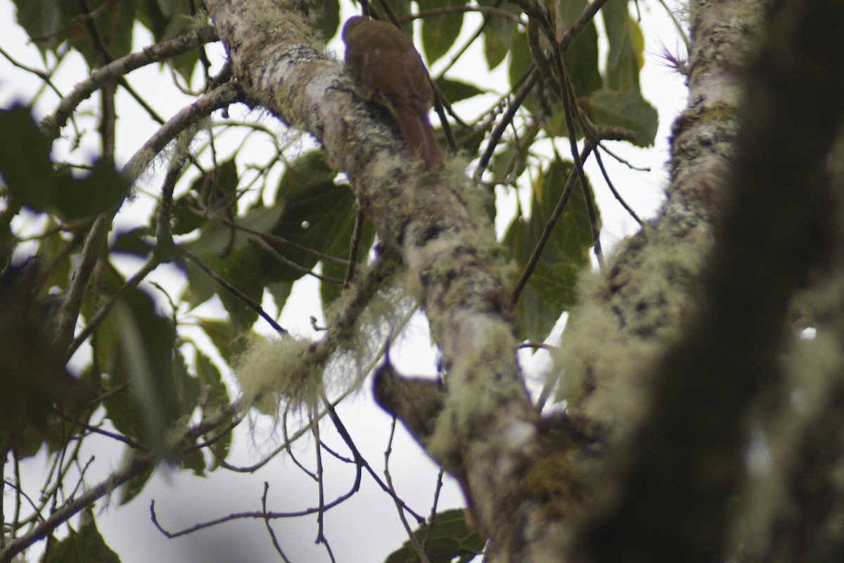 Montane Woodcreeper - ML610311338