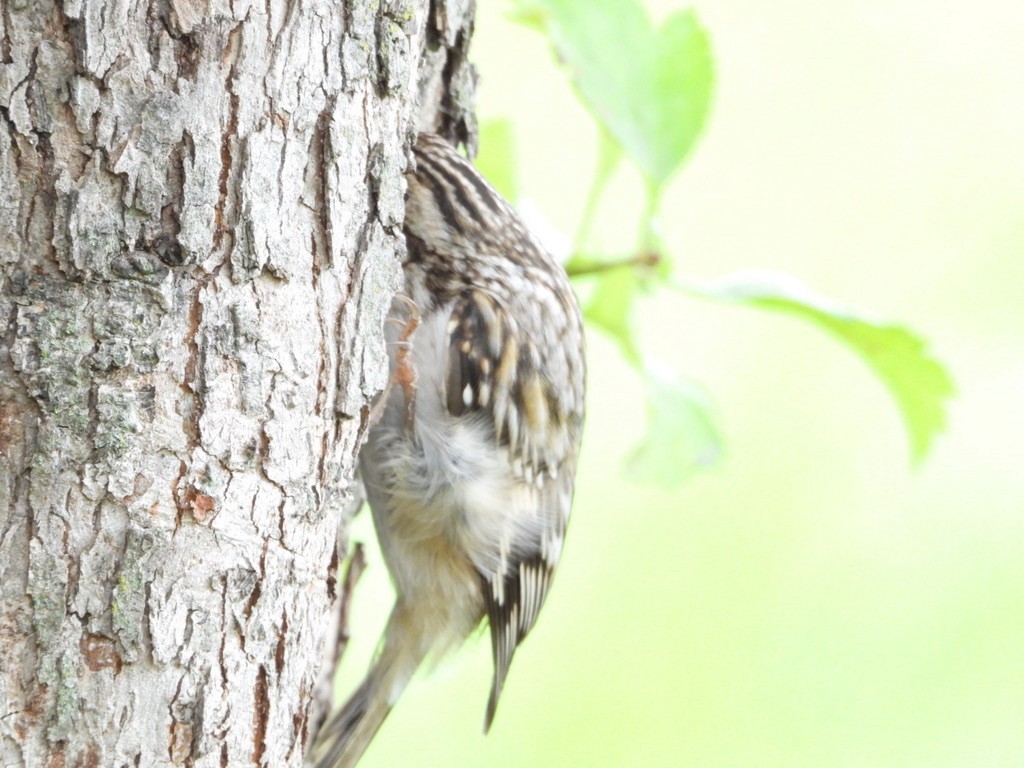 Brown Creeper - Phillip Stosberg