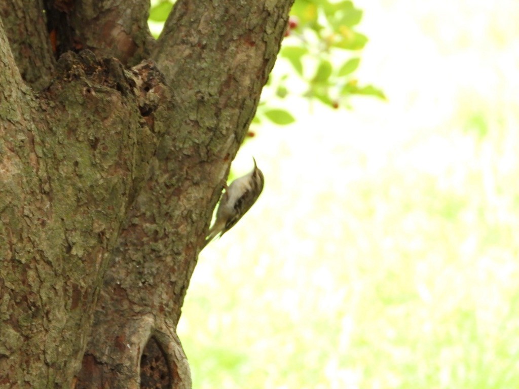 Brown Creeper - Phillip Stosberg