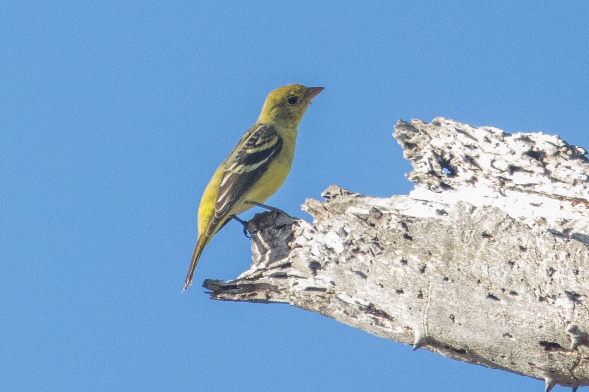Western Tanager - ML610311644
