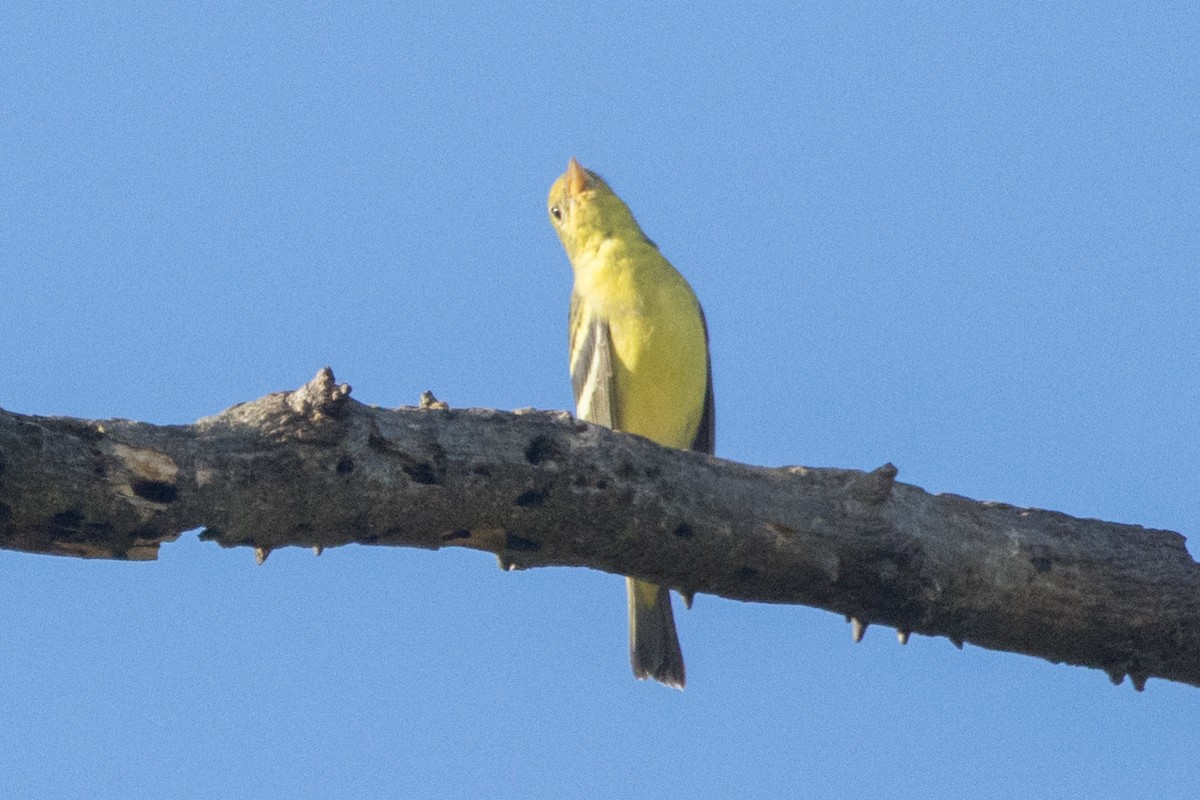 Western Tanager - ML610311645