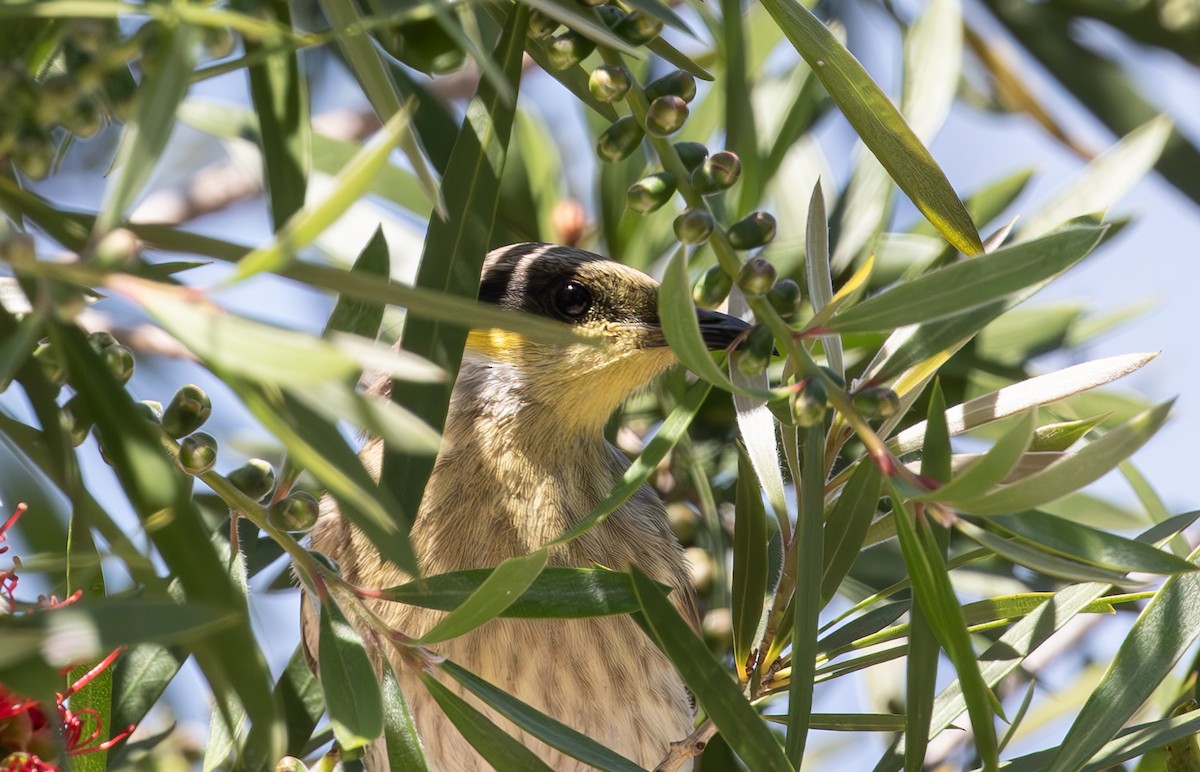 eBird Checklist - 24 Oct 2023 - 69 Shoobridge Circuit, Dunlop ...