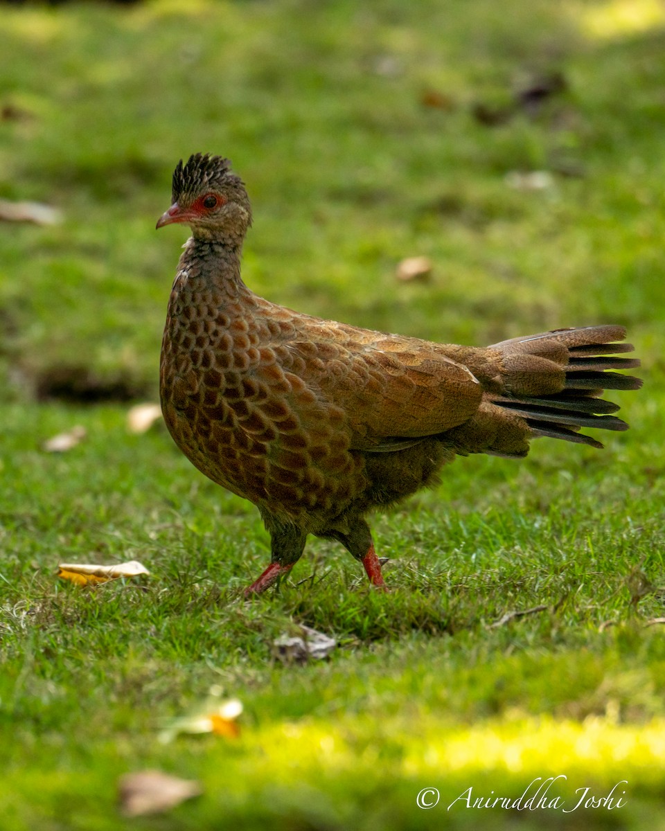 Red Spurfowl - ML610311699