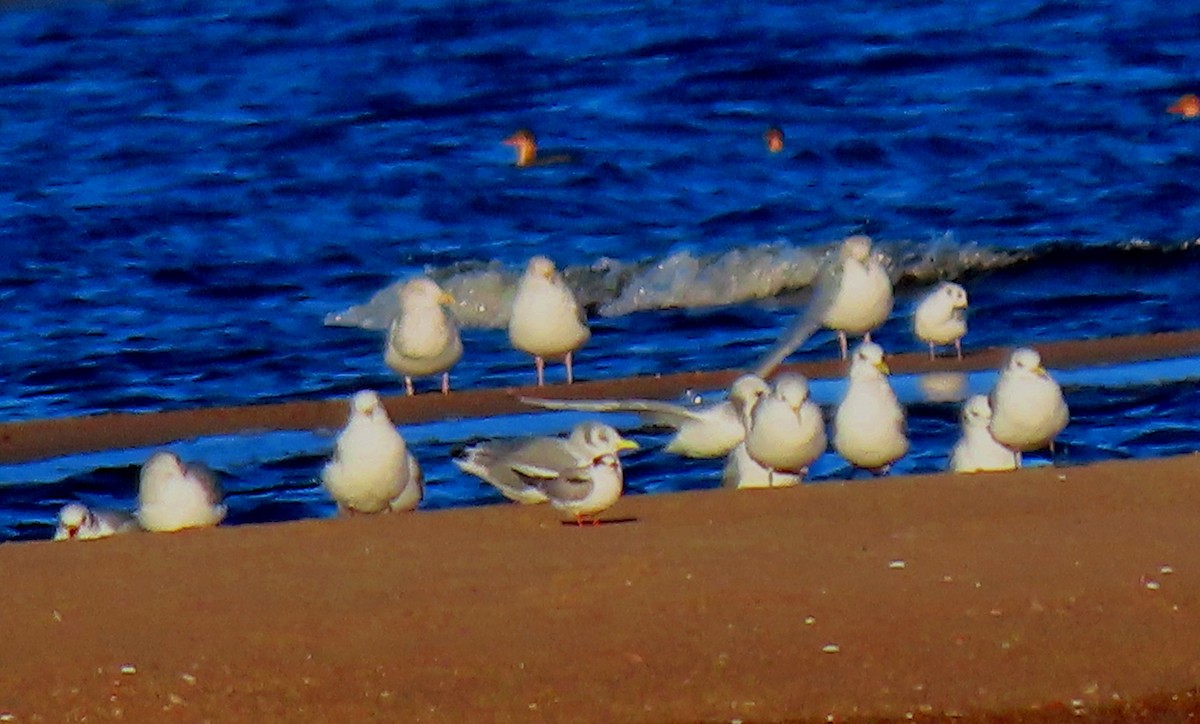 Common Tern - ML610311812